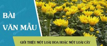 Giới thiệu một loài hoa hoặc một loài cây