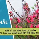 Hãy tả lại hình ảnh cây đào hoặc cây mai vàng vào dịp Tết đến, xuân về