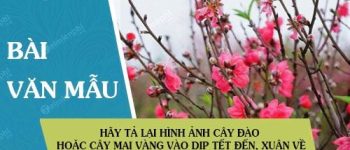 Hãy tả lại hình ảnh cây đào hoặc cây mai vàng vào dịp Tết đến, xuân về