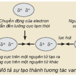 Hóa học 10 Kết nối tri thức Bài 13: Liên kết hydrogen và tương tác van der Waals – Giải bài tập SGK Hóa học 10 Kết nối tri thức Bài 13