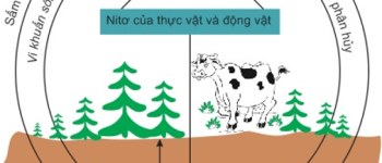 Hóa học 11 Bài 9: Axit nitric và muối nitrat – Giải bài tập SGK Hóa học 11 Bài 9