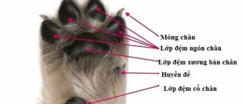 Huyền đề là gì?