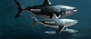 Megalodon là con gì? Megalodon có thật không?