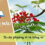 Miêu tả cây phượng vĩ và tiếng ve