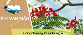 Miêu tả cây phượng vĩ và tiếng ve