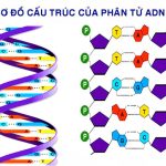 Mô tả cấu trúc không gian của ADN. Tính chất và chức năng của ADN