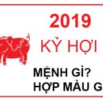 Năm 2019 là năm con gì? Sinh năm 2019 là mệnh gì? Tuổi gì ?