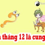 Người Sinh Tháng 12 Là Cung Hoàng Đạo Gì? Giải Mã Vận Mệnh Tính Cách