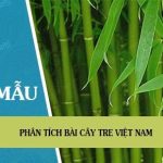 Phân tích bài Cây tre Việt Nam