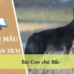 Phân tích bài Con chó Bấc