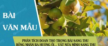 Phân tích đoạn thơ trong bài Sang thu Bỗng nhận ra hương ổi… Vắt nửa mình sang thu