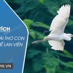 Phân tích khổ cuối bài thơ Con cò của Chế Lan Viên