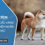 Phân tích nhân vật Cậu Vàng trong truyện ngắn Lão Hạc