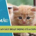 Quan sát hoạt động và viết một đoạn văn miêu tả các hoạt động đó