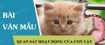 Quan sát hoạt động và viết một đoạn văn miêu tả các hoạt động đó