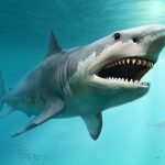 Shark là gì? Những điều cần biết về Shark