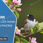 So sánh ước nguyện của Thanh Hải trong Mùa xuân nho nhỏ và Viễn Phương trong Viếng lăng Bác