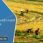 Tả cảnh mùa gặt ở quê em