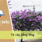 Tả cây bằng lăng