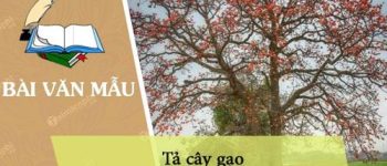 Tả cây gạo