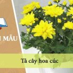 Tả cây hoa cúc