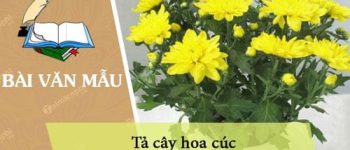 Tả cây hoa cúc