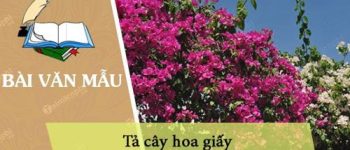 Tả cây hoa giấy