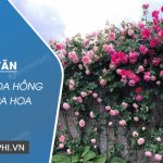 Tả cây hoa hồng đang ra hoa