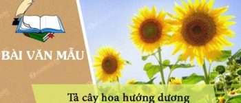 Tả cây hoa hướng dương