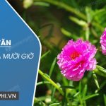 Tả cây hoa mười giờ