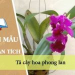 Tả cây hoa phong lan