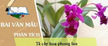 Tả cây hoa phong lan