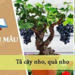 Tả cây nho, quả nho