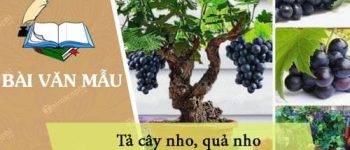 Tả cây nho, quả nho