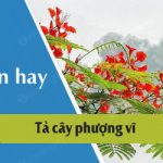 Tả cây phượng vĩ