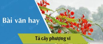 Tả cây phượng vĩ