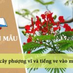 Tả cây phượng vĩ và tiếng ve vào mùa hè