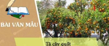 Tả cây quất