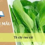 Tả cây rau cải