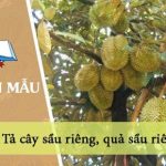 Tả cây sầu riêng, quả sầu riêng