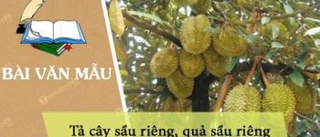 Tả cây sầu riêng, quả sầu riêng