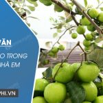 Tả cây táo trong vườn nhà em