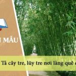 Tả cây tre, lũy tre nơi làng quê em