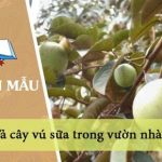 Tả cây vú sữa trong vườn nhà em