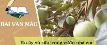 Tả cây vú sữa trong vườn nhà em