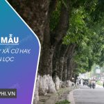 Tả cây xà cừ