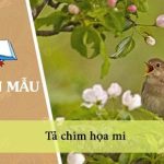 Tả chim họa mi