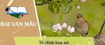 Tả chim họa mi