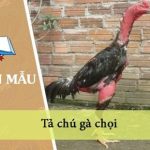 Tả chú gà chọi