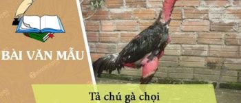 Tả chú gà chọi